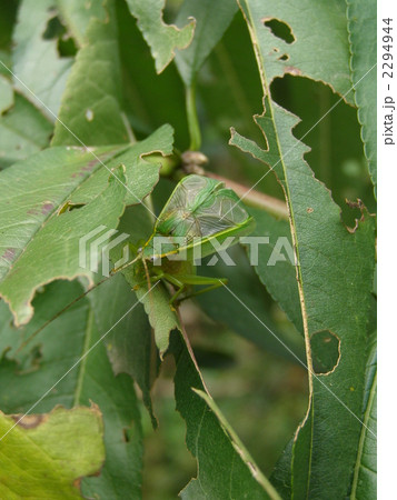 アオマツムシ　♂ 2294944