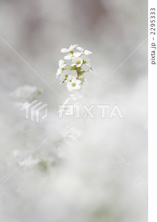 美しいユキヤナギのポートレート 2295333
