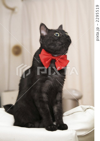 大きな赤いリボンの黒猫２ 2295519