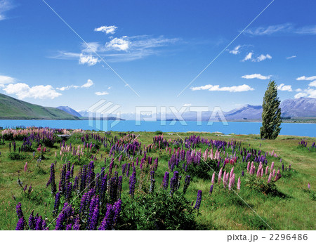 ルピナスの花咲くテカポ湖 ルピナスの花咲くテカポ湖 2296486