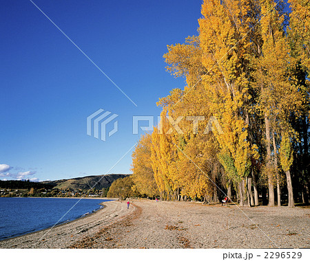 ワナカ湖黄葉 ワナカ湖黄葉 2296529