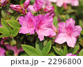 ツツジ 2296800