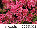 ツツジ 2296802