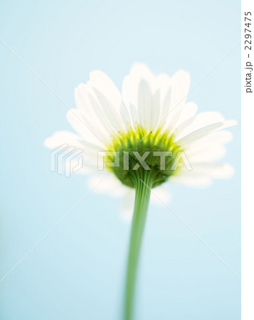 マーガレット 2297475