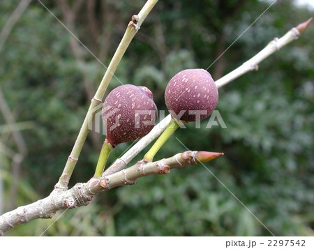 イヌビワ イヌビワ 2297542