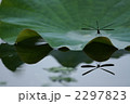 蓮の葉とトンボ　水鏡 2297823