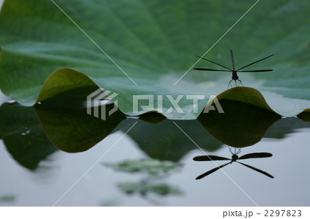 蓮の葉とトンボ　水鏡 2297823