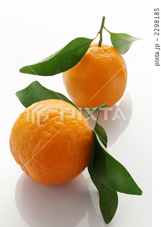 木熟ポンカン（縦） 2298185