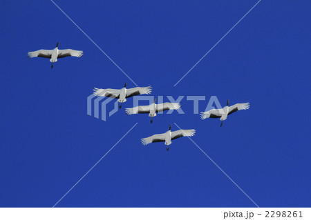 タンチョウツル 2298261