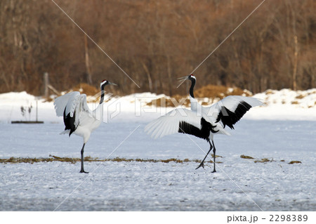 タンチョウツル 2298389