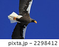 オオワシ 2298412