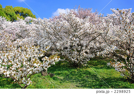 京都　仁和寺　御室桜　 2298925