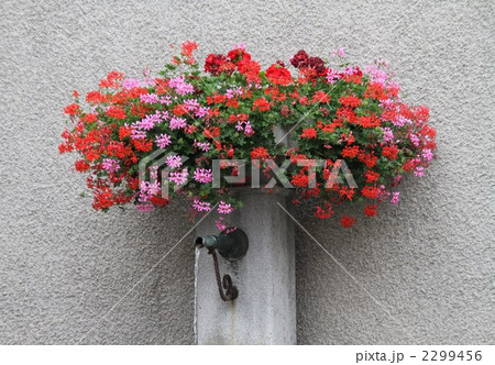 水飲み場の花 2299456