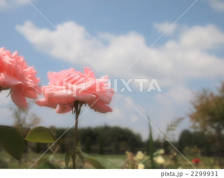 バラと青空 2299931