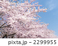 桜 2299955