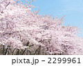 桜 2299961
