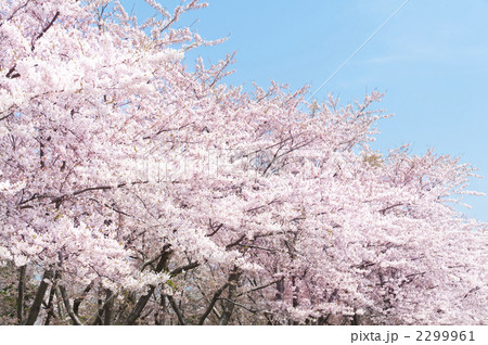 桜 2299961