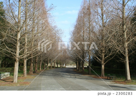 早春のポプラ並木 ひたち海浜公園 茨城県 早春のポプラ並木 ひたち海浜公園 茨城県 2300283