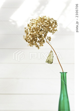 ドライフラワー_04 2300706