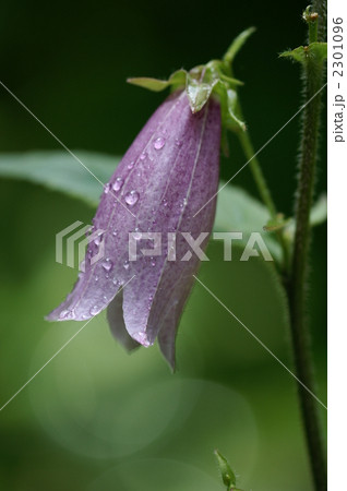 ホタルブクロ 2301096