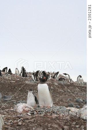 ジェンツィーペンギンのルッカリー4 ジェンツィーペンギンのルッカリー4 2301281