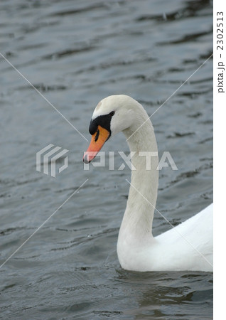 昆陽池の白鳥 2302513