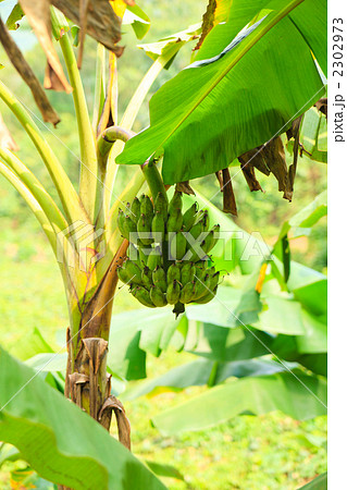 バナナの木の写真素材