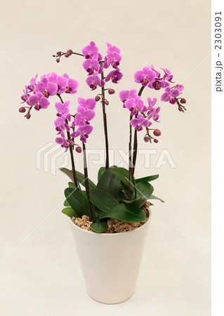 ピンクのミニ胡蝶蘭 2303091