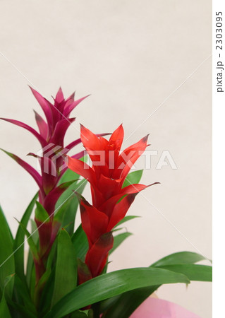 グズマニア 2303095