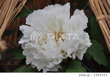 牡丹 2303523