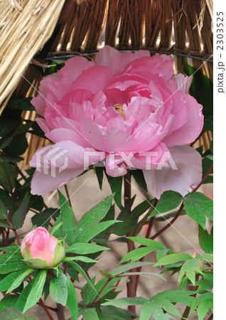 牡丹 2303525