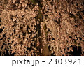 京都・円山公園の枝垂れ桜　夜02 2303921