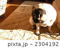 パグ 2304192
