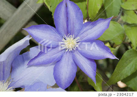 クレマチス 2304217