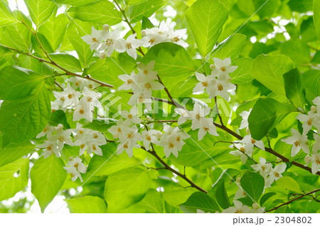 5月　エゴノキ・エゴノキ科11 2304802