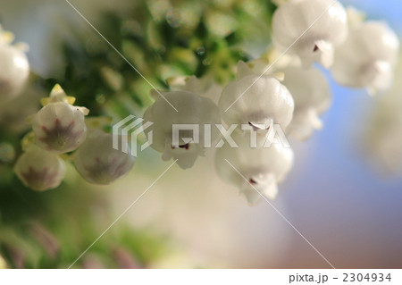 純白な小花 純白な小花 2304934
