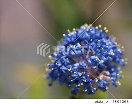 カリフォルニアライラックの花 カリフォルニアライラックの花 2305068