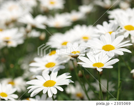 クリサンセマム・ノースポールの花 クリサンセマム・ノースポールの花 2305069