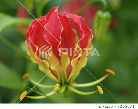 グロリオサの花 2305071