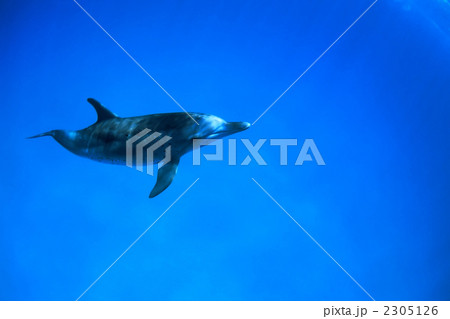 イルカ イルカ 2305126