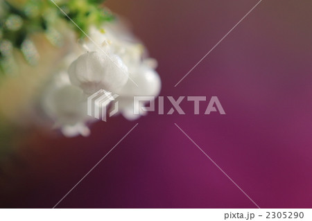 スズランエリカの写真素材
