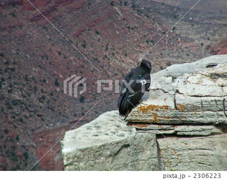 カリフォルニアコンドル カリフォルニアコンドル 2306223