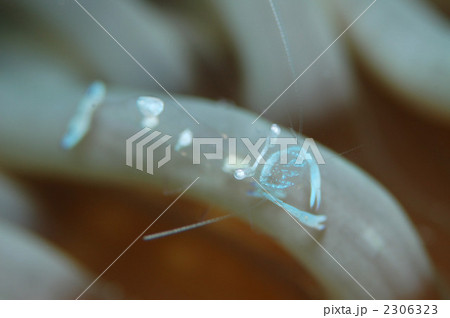 オドリカクレエビ オドリカクレエビ 2306323