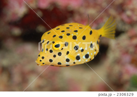 ミナミハコフグ 2306329