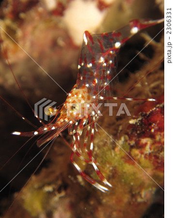 ベンテンコモンエビ 2306331