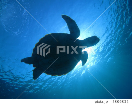 アオウミガメ 2306332