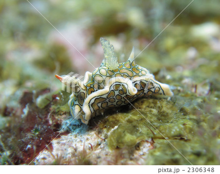 トウモンウミコチョウ 2306348