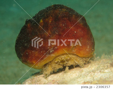 カイカムリの仲間 2306357