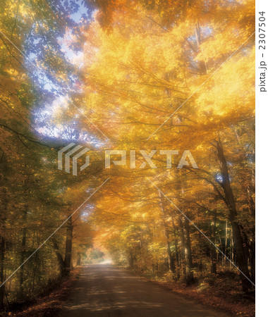 ニューイングランド地方の紅葉の道 2307504