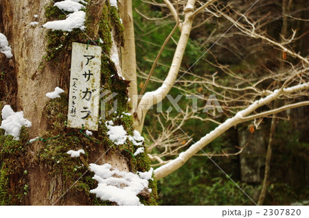 アサガラ アサガラ 2307820